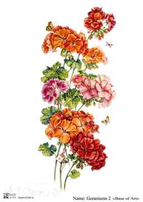 Карта для декупажа А4 Geraniums 2