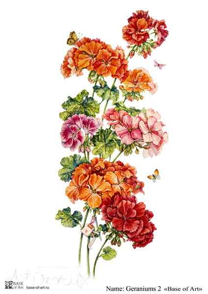 Карта для декупажа А4 Geraniums 2